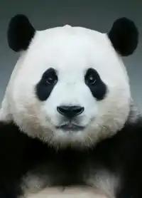 2025 Fu Bao's Happy Cafe